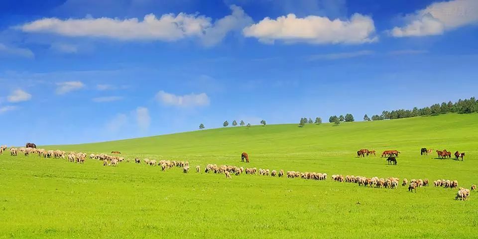 呼伦贝尔，地域文化与自然风光的交响乐章