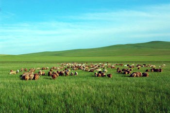 呼伦贝尔,地域文化与自然风光的交响乐章